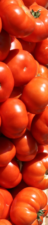 Tomates