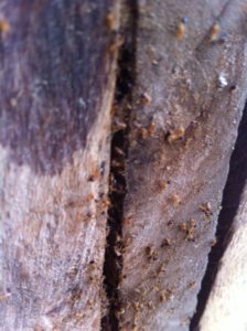 MIZ - Termites Attack